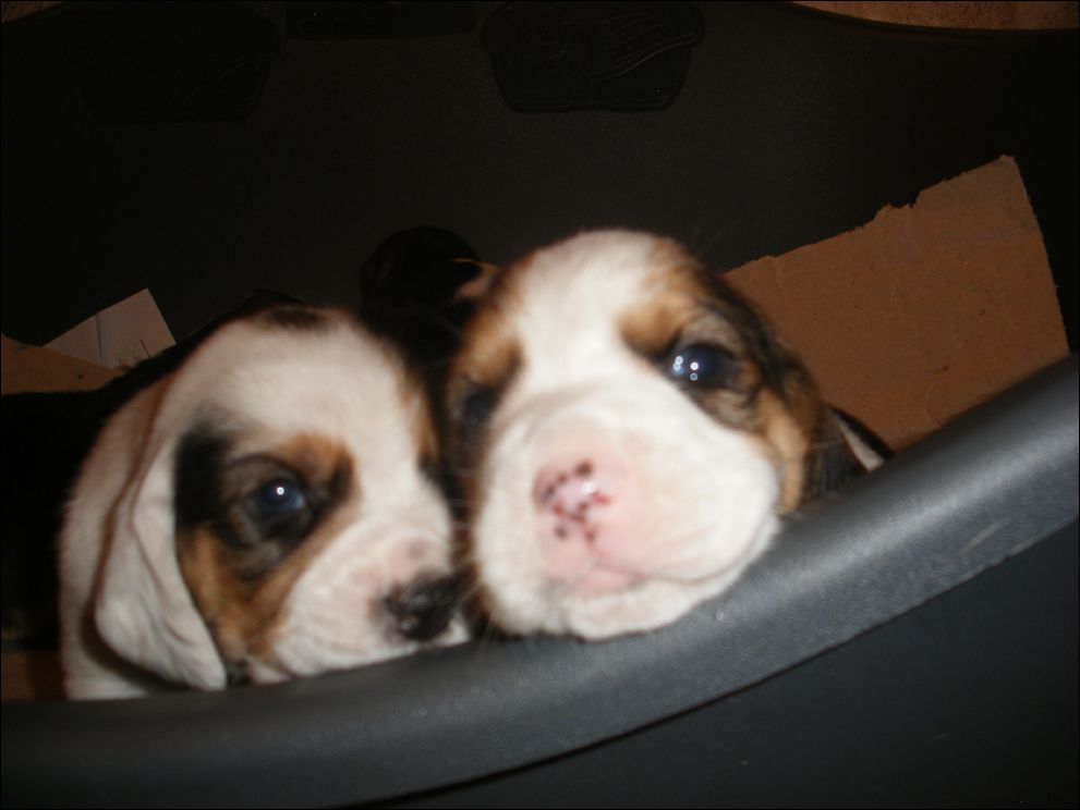 cuccioli amelie-51